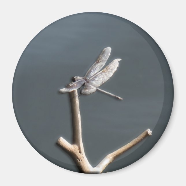 Dragonfly i vila magnet (Framsidan)