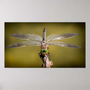 Dragonfly i vila poster