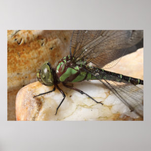 Dragonfly i vila poster