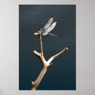 Dragonfly i vila poster