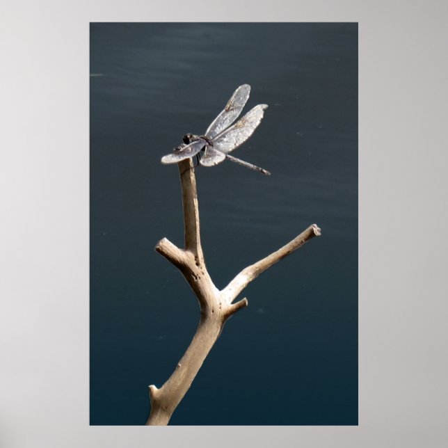 Dragonfly i vila poster (Framsidan)