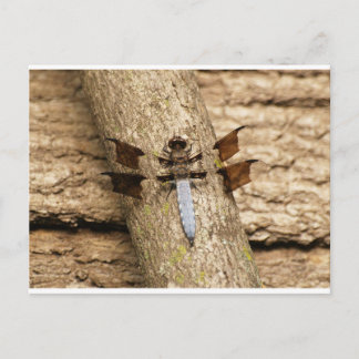 Dragonfly i vila vykort