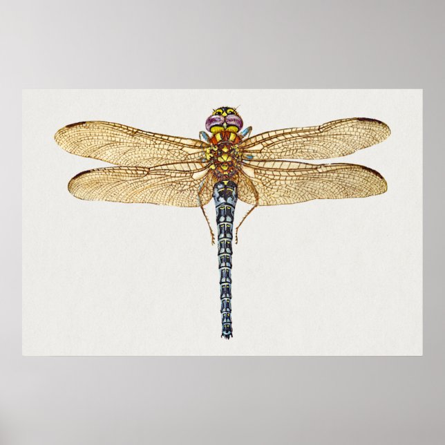Dragonfly Illustration Poster (Framsidan)