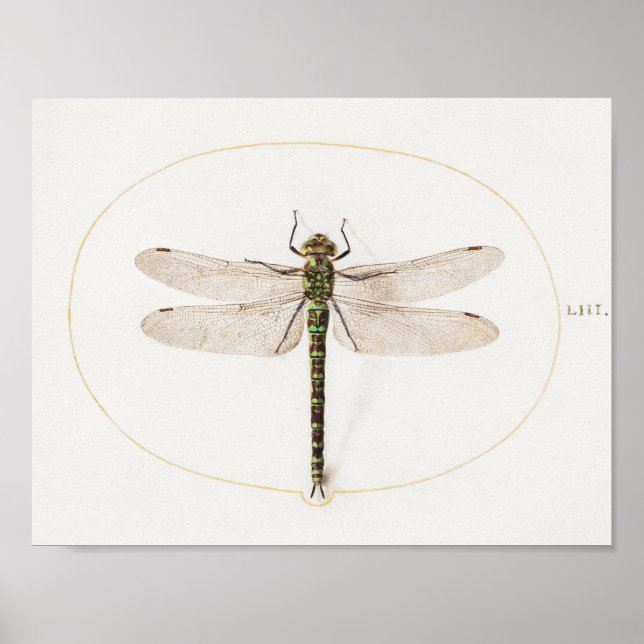 Dragonfly Illustration Poster (Framsidan)