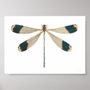 Dragonfly Illustration Poster