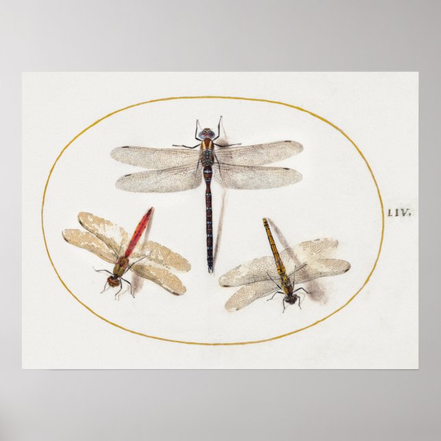 Dragonfly Illustration Poster (Framsidan)