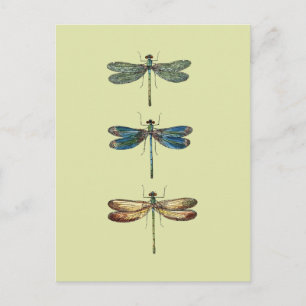 Dragonfly Illustrations Vykort