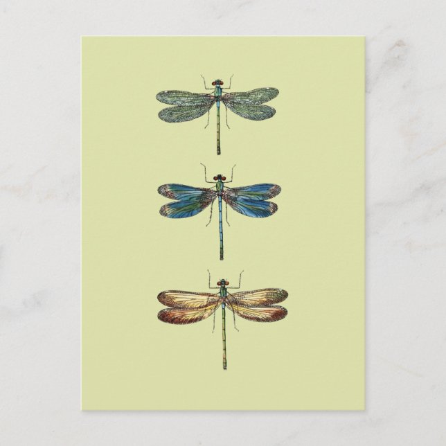 Dragonfly Illustrations Vykort (Framsida)