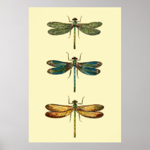 Dragonfly Insekter Collection Poster