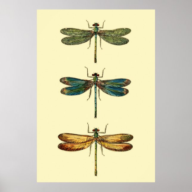 Dragonfly Insekter Collection Poster (Framsidan)