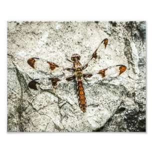 Dragonfly Insektrare Fototryck