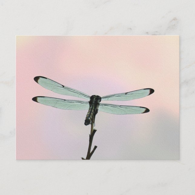 Dragonfly ion Pastels vykort (Framsida)