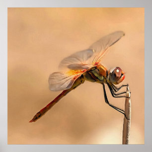 Dragonfly isolerad mot Ecru Poster