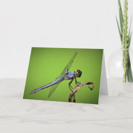 Dragonfly, kort