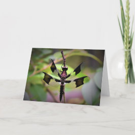 Dragonfly, kort
