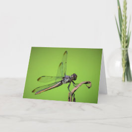 Dragonfly, kort