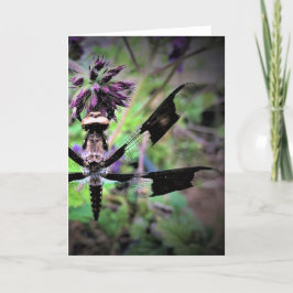 Dragonfly, kort