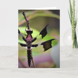 Dragonfly, kort