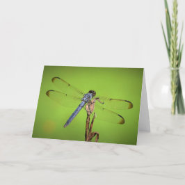 Dragonfly, kort