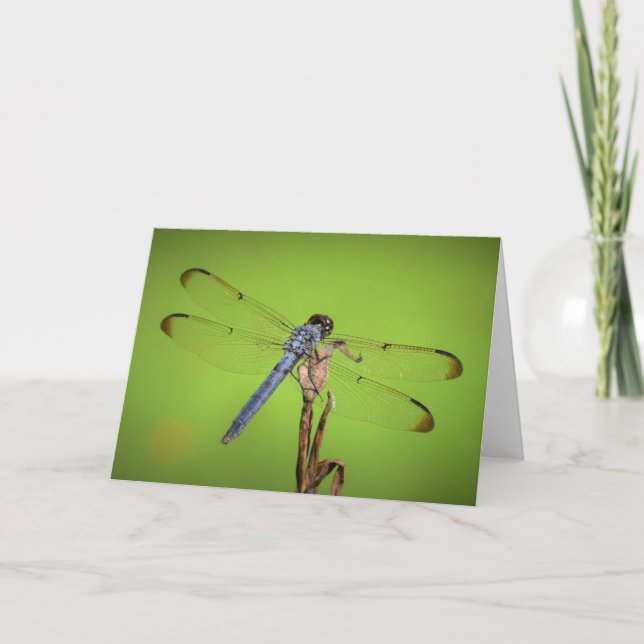 Dragonfly, kort (Framsida)