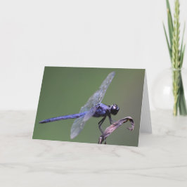 Dragonfly, kort