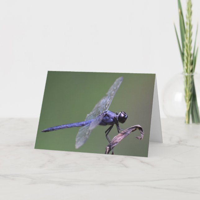 Dragonfly, kort (Framsida)
