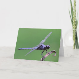 Dragonfly, kort