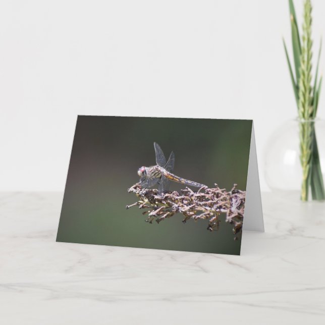 Dragonfly, kort (Framsida)