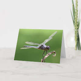 Dragonfly, kort