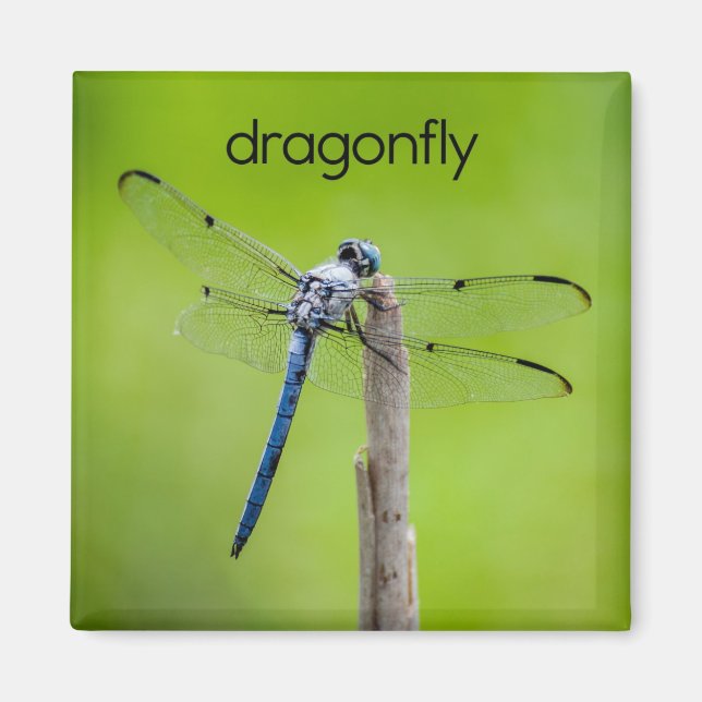 Dragonfly-kylskåp Magnet (Framsidan)