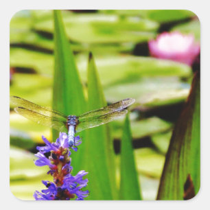 Dragonfly lotus och lila Blommor Fyrkantigt Klistermärke