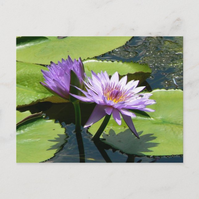 Dragonfly Lotus Vykort (Framsida)