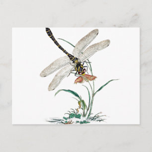 Dragonfly Magic Vykort