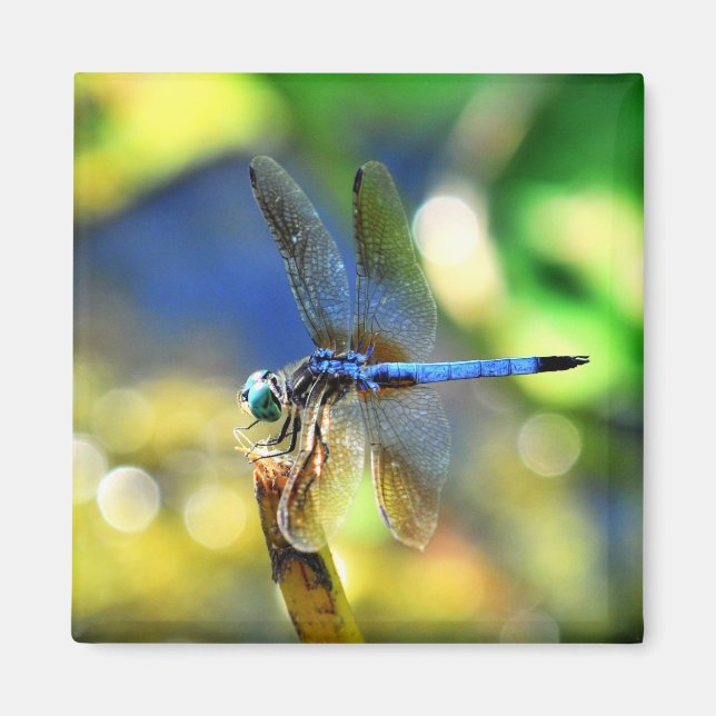 Dragonfly Magnet (Framsidan)