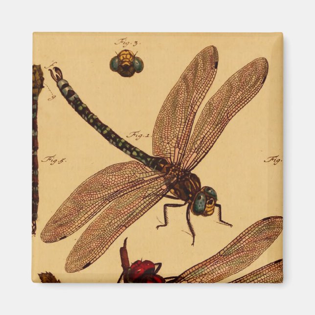 Dragonfly Magnet (Framsidan)