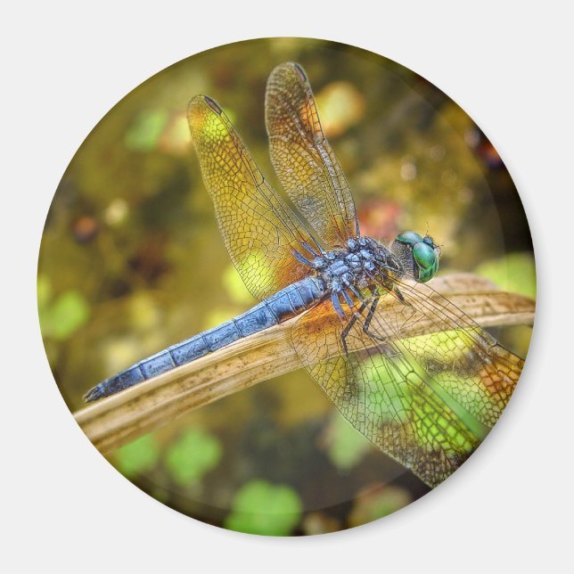 Dragonfly Magnet (Framsidan)