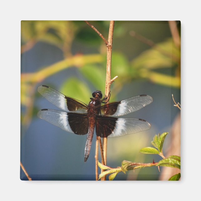 DragonFly Magnet (Framsidan)