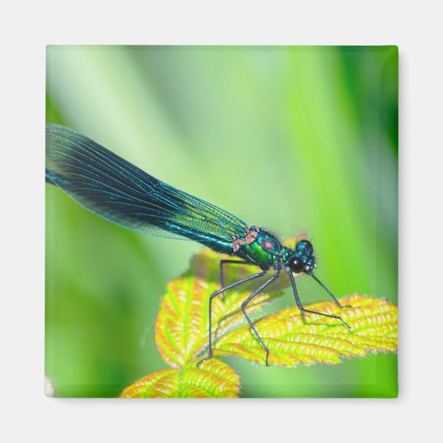 Dragonfly Magnet (Framsidan)