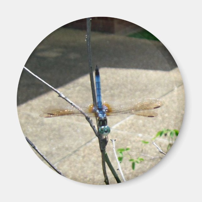 Dragonfly Magnet (Framsidan)
