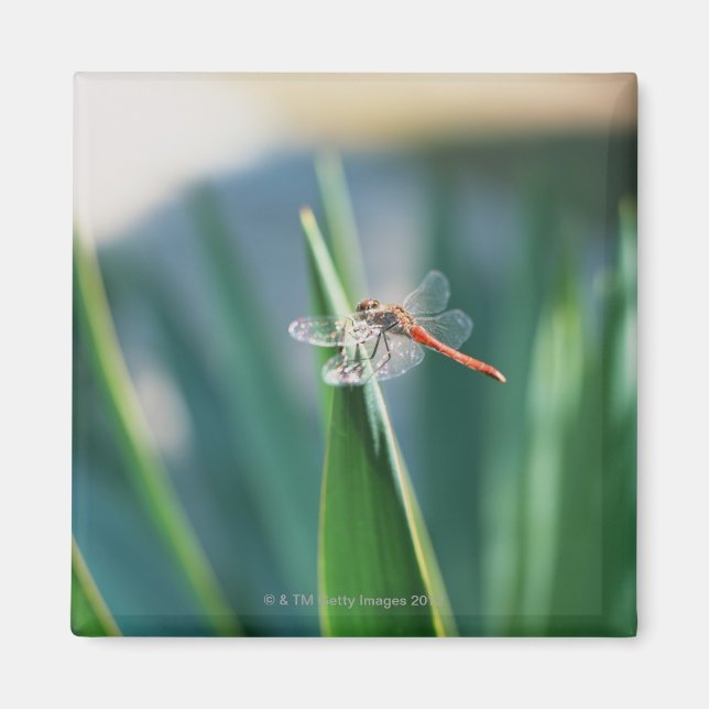 Dragonfly Magnet (Framsidan)