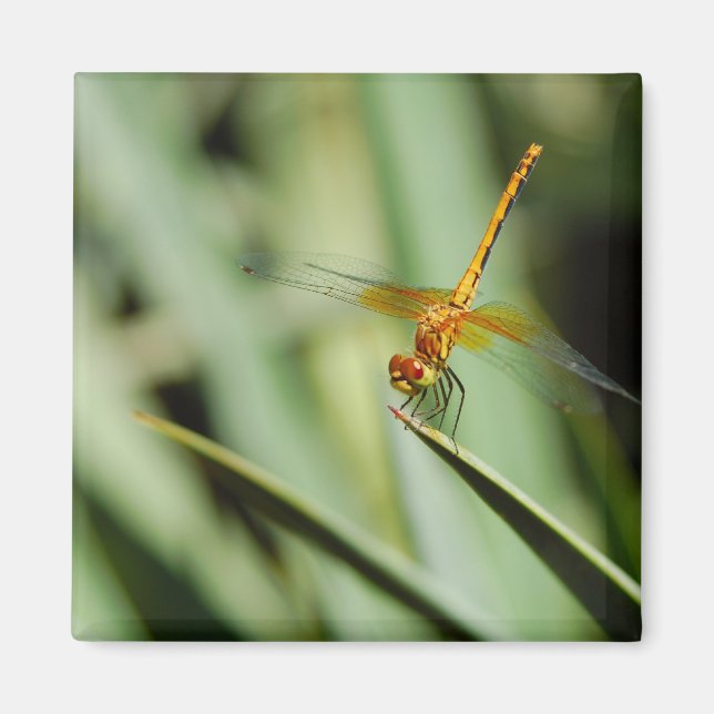 DragonFly Magnet (Framsidan)