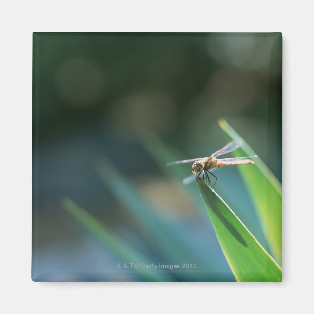Dragonfly Magnet (Framsidan)