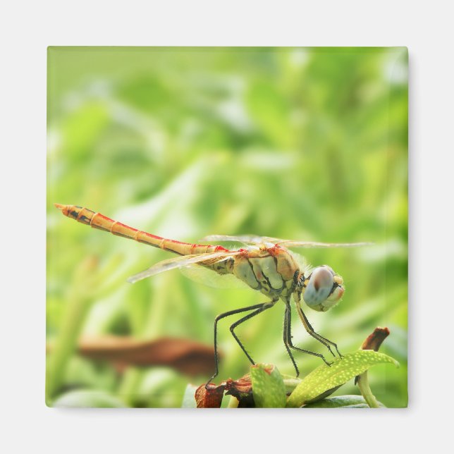 Dragonfly Magnet (Framsidan)