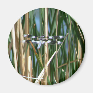 Dragonfly Magnet