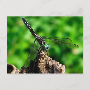 Dragonfly Makro Nature Fotography Postcard Vykort