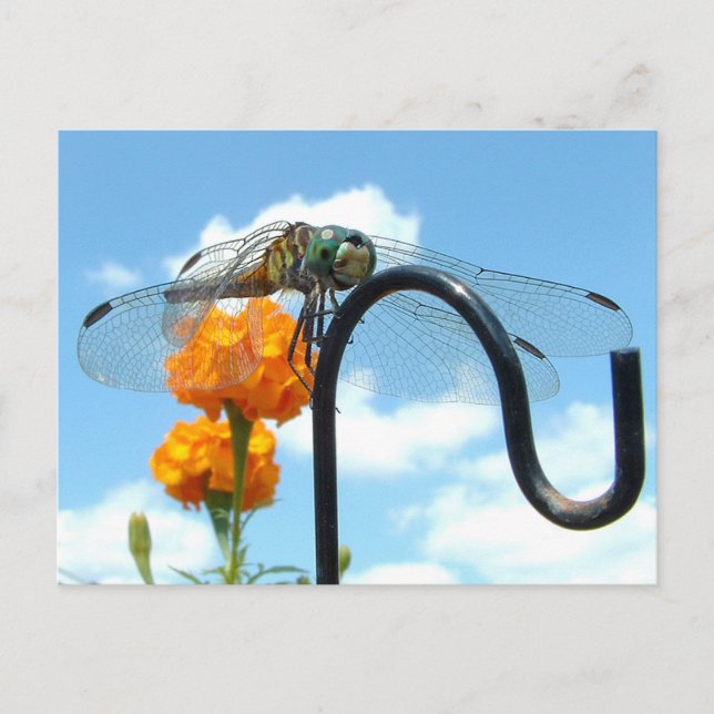 Dragonfly Marigold Himlar Photo Vykort (Framsida)