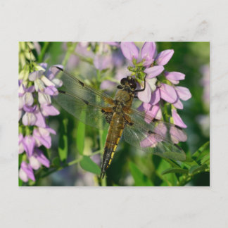 Dragonfly med fyra sidor vykort