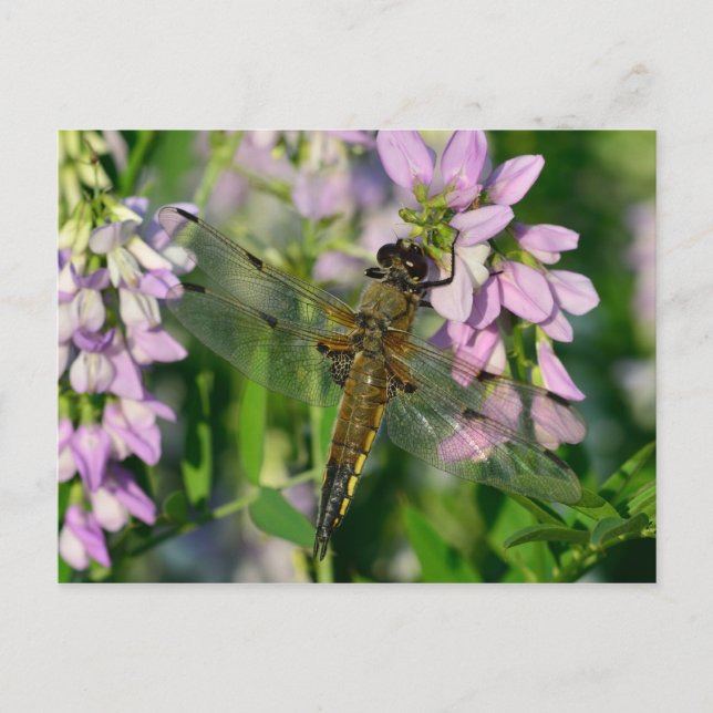 Dragonfly med fyra sidor vykort (Framsida)