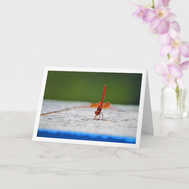 Dragonfly med orange kort (Orkide)
