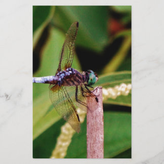 Dragonfly med vita blommor brevpapper